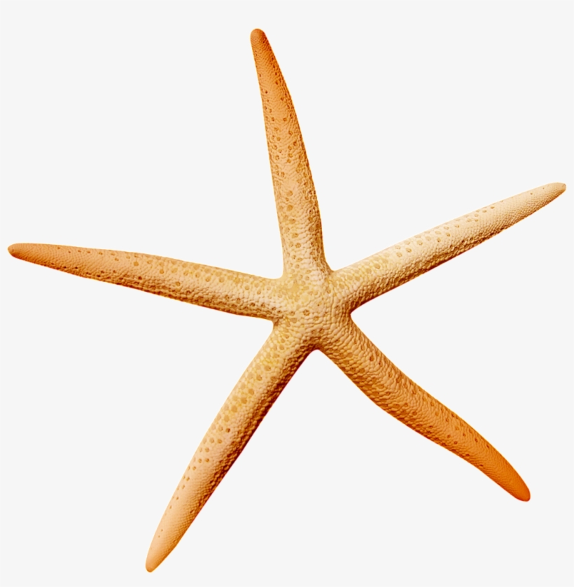 Star Fish Icon, transparent png #245905