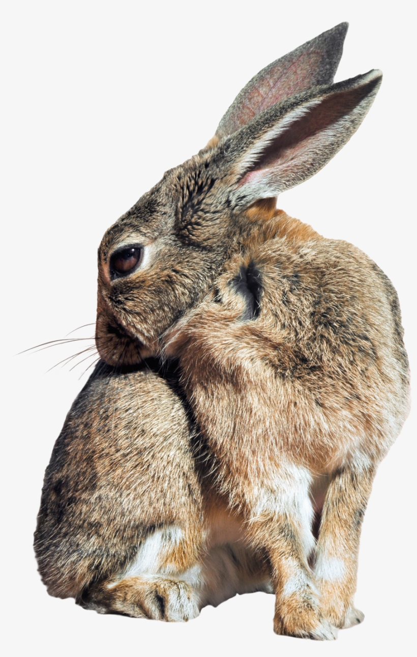 Bunny Rabbit Png Image - Rabbit Png, transparent png #246471