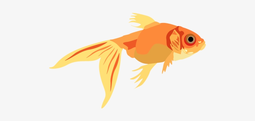 Vector Illustration- Portrait - Goldfish, transparent png #246571