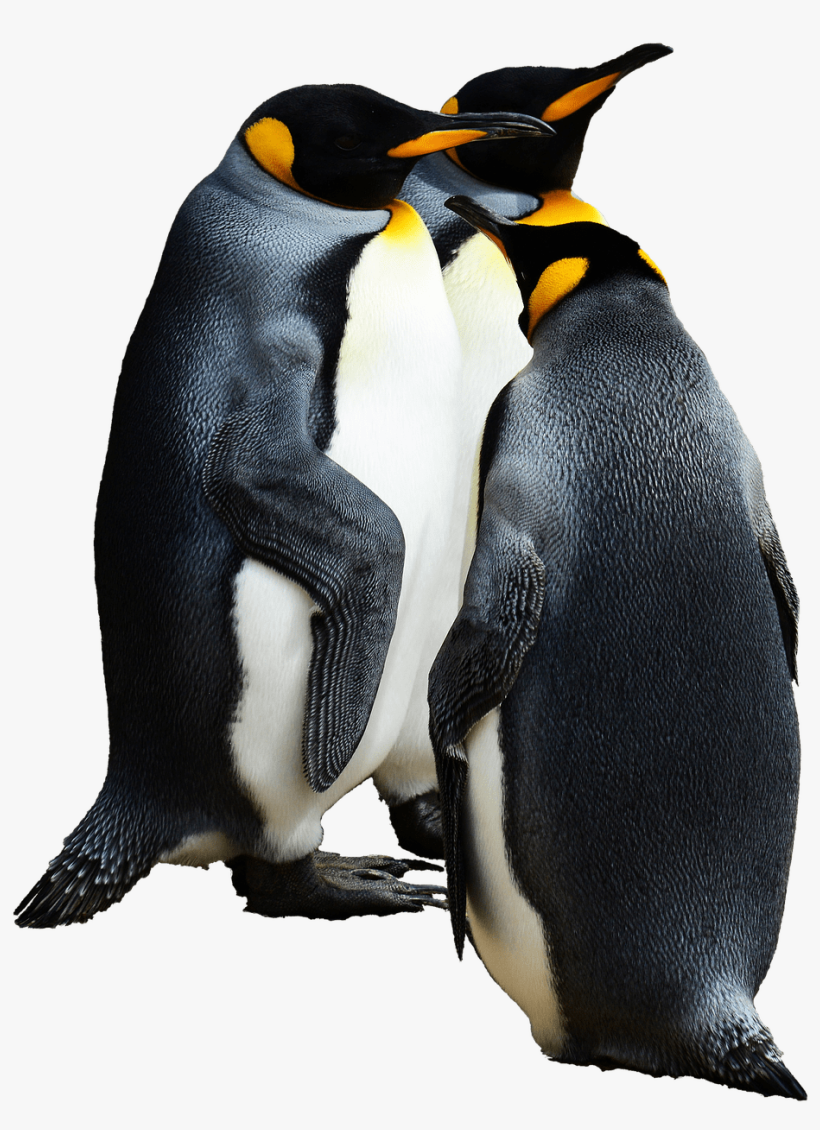 Image - Transparent Background Emperor Penguins Png, transparent png #247081