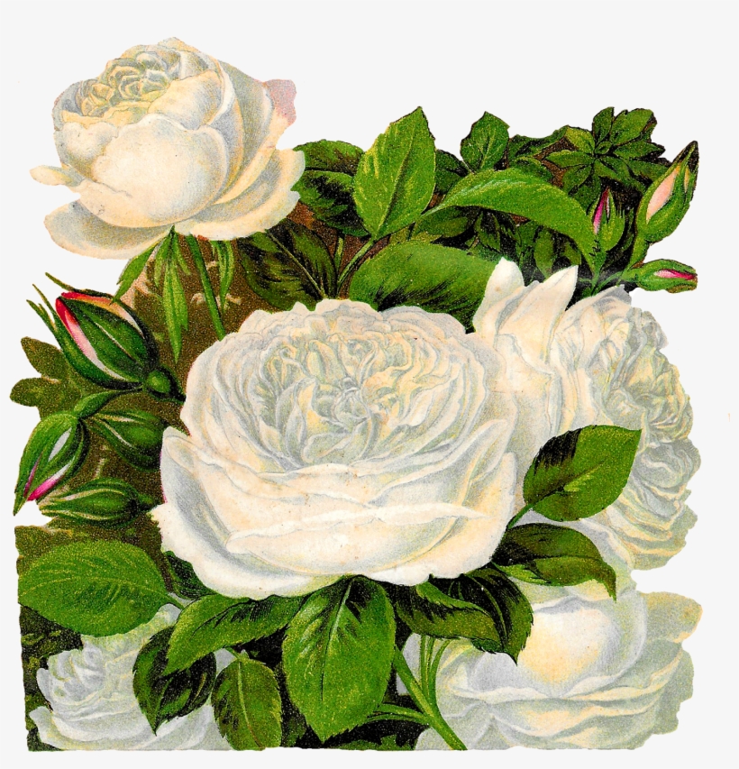 White Rose Clipart 4 White - Clip Art, transparent png #247347
