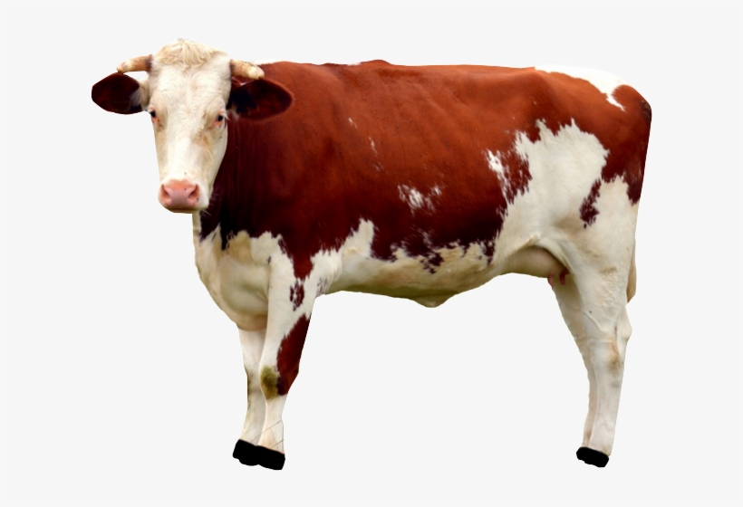 Cow Png, transparent png #247365