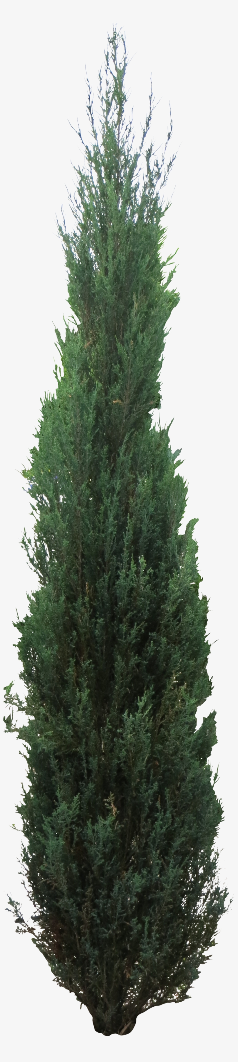 Pine Tree Clipart Juniper Tree, transparent png #247498