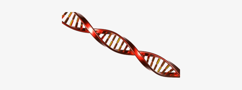 Dna String Red And Yellow - Adn Png, transparent png #247779