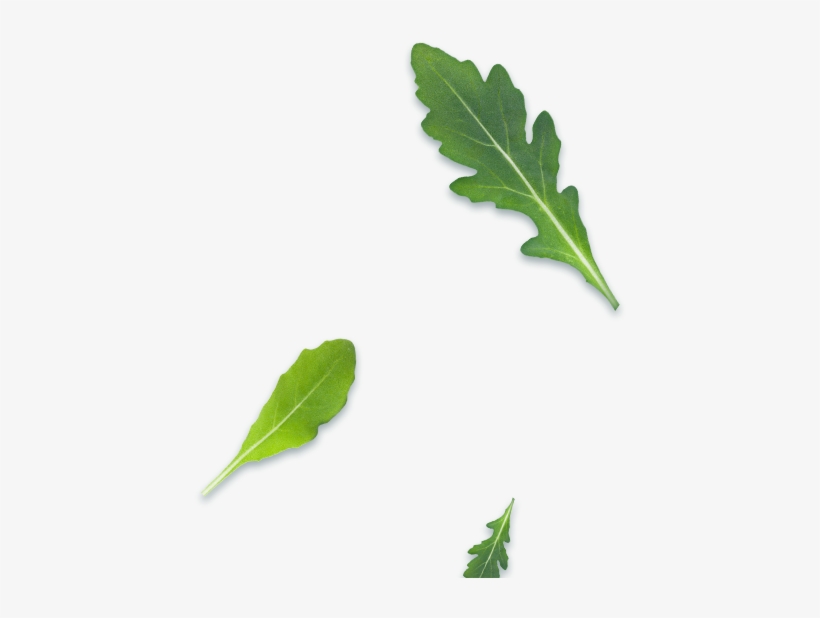 Arugula, transparent png #248455