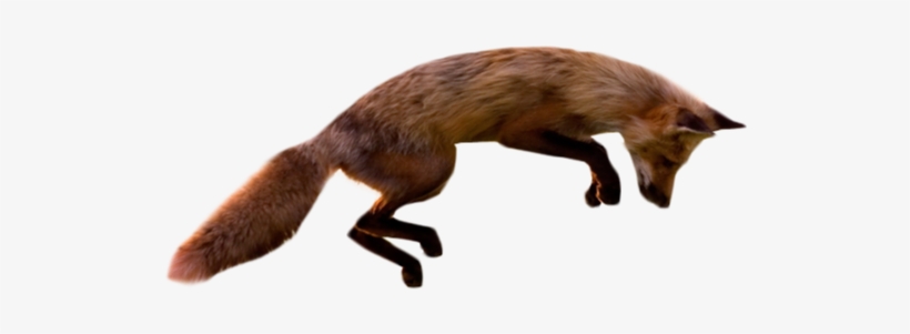 Jumping Fox Transparent Backgrouund - Fox Jumping Png, transparent png #248518