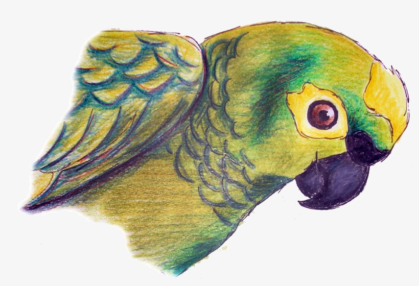 Drawing a parrot with a ballpoint pen. | Ekaterina B | Skillshare