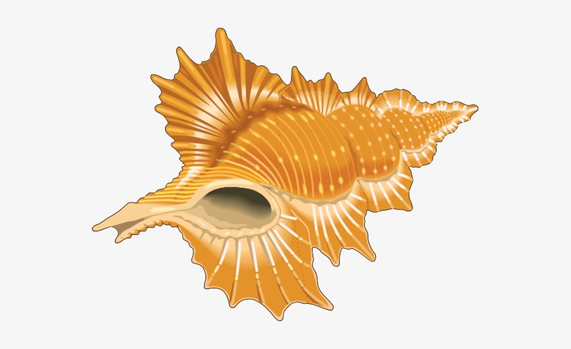 Free Seashell Clip Art - Shells Clipart Png, transparent png #249332