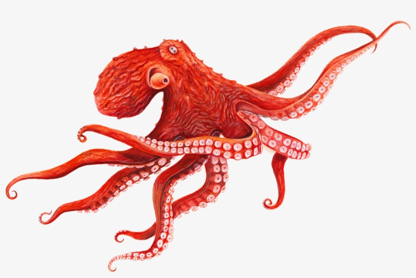 Octopus Transparent Background - Giant Pacific Octopus Png, transparent png #249654