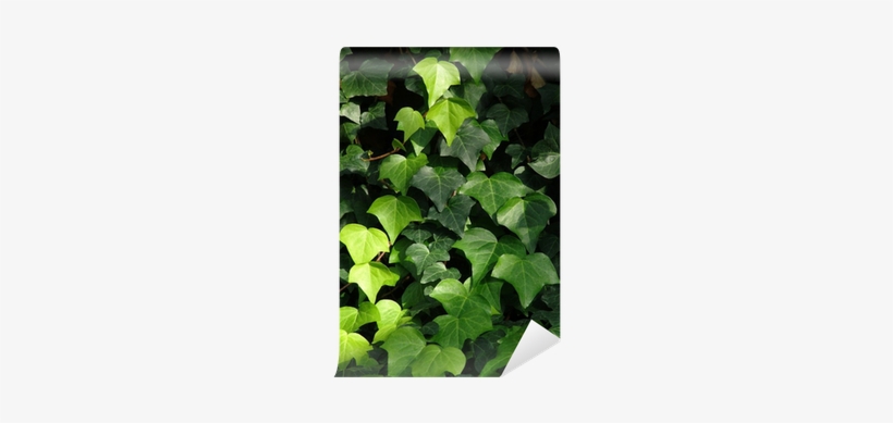 Houseplant, transparent png #249700