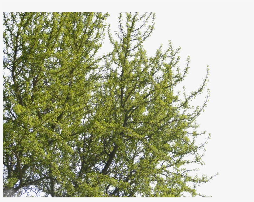 Tree, transparent png #249915