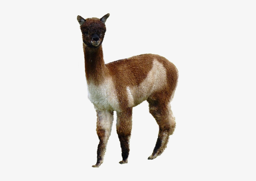 Alpaca - Transparent Alpaca, transparent png #2406050