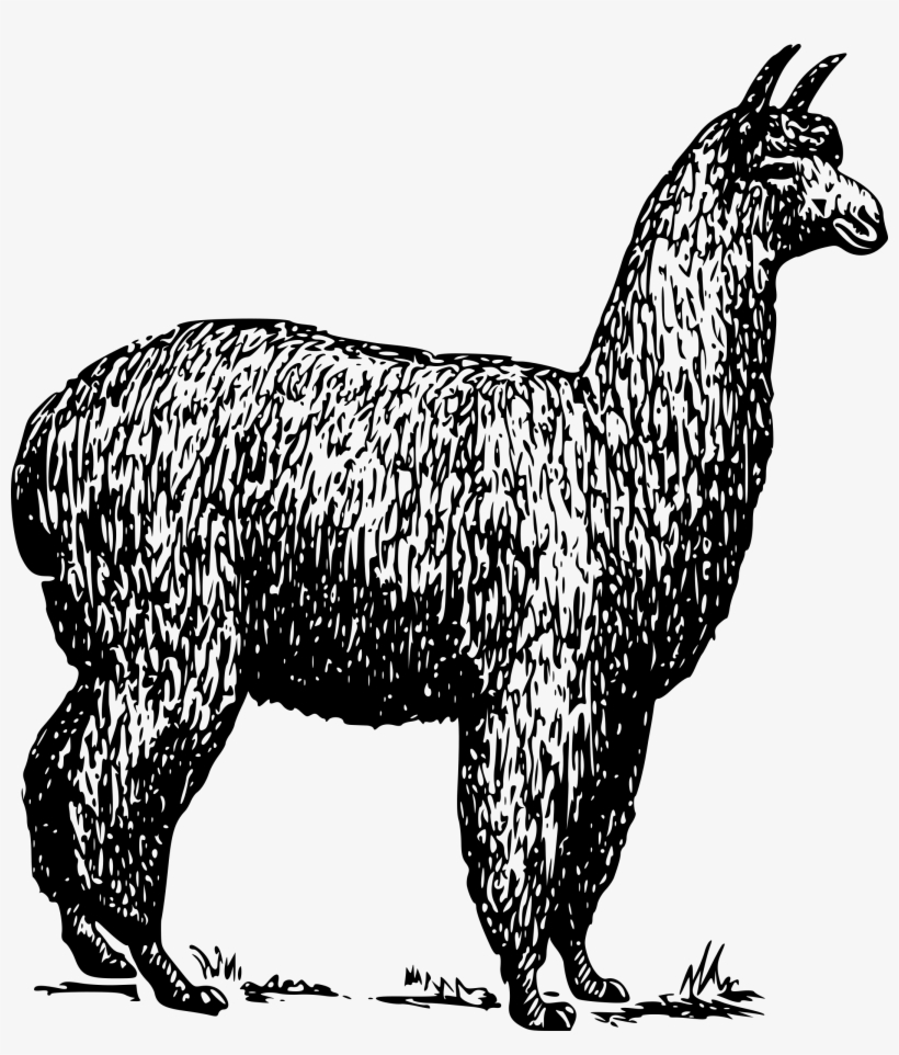 Alpaca Png, transparent png #2406091