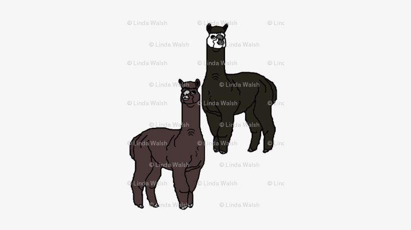 Alpaca Black And Brown Animal Fabric Back - Textile, transparent png #2406113