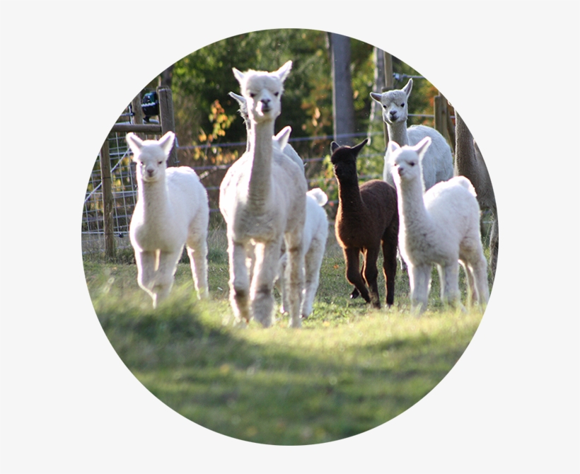 Norrängens Alpaca Follow Swedish Alpaca Association's - Alpaca Of Sweden, transparent png #2406546
