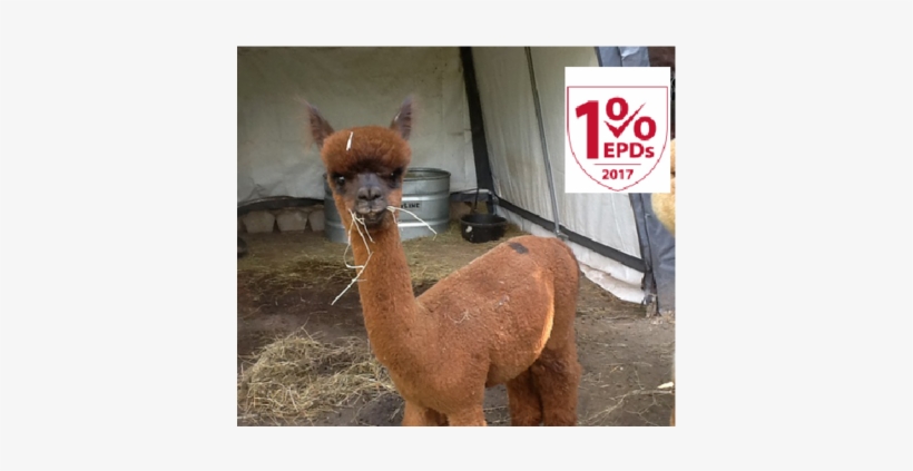 Alpaca For Sale Alpaca For Sale - Michigan, transparent png #2406593