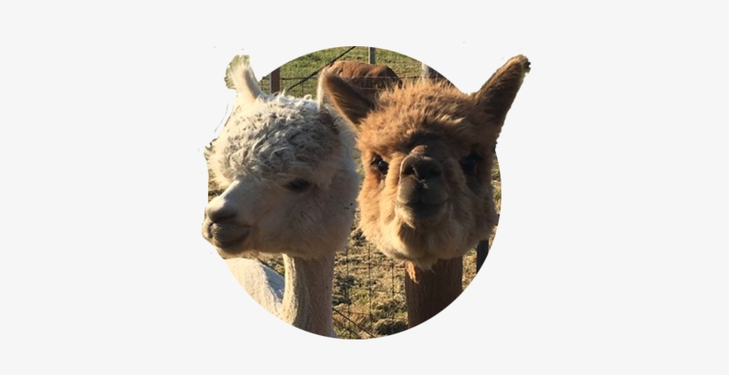 Close-up Of Two Curious Alpacas, One Tan And One Reddish - Brown, transparent png #2406648