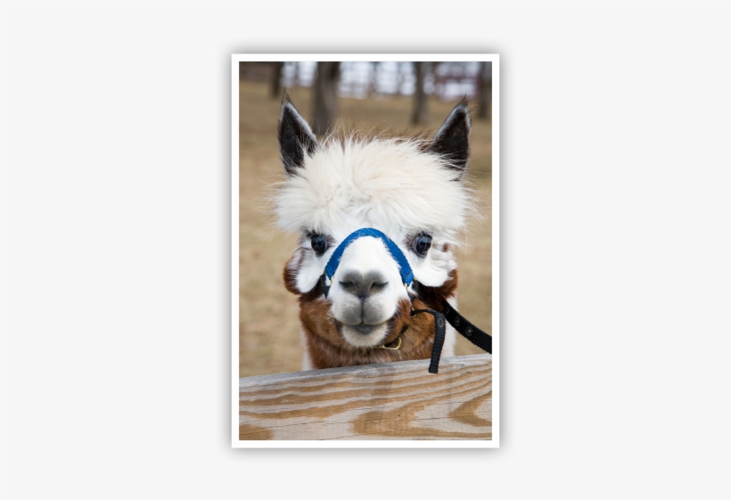 Christmas Celebration - Alpaca, transparent png #2406670