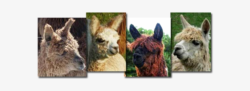 Michigan Alpacas - Llama, transparent png #2406674