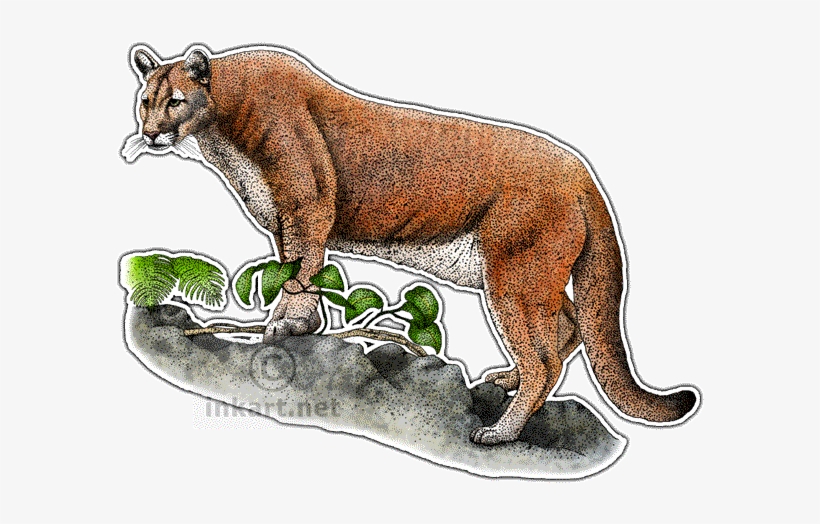 Cougar Clipart Florida Panther - Big Cats Of North America Map, transparent png #2410996
