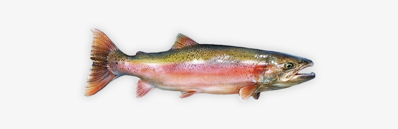 Rainbow Trout, transparent png #2411489