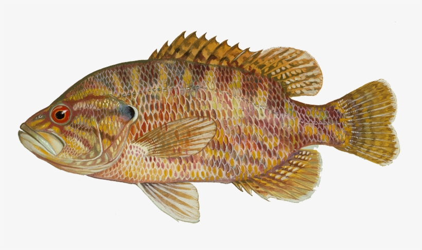 Start Fishing For Warmouth, Tips To Catch More Stump-knockers - Warmouth Fish, transparent png #2411491