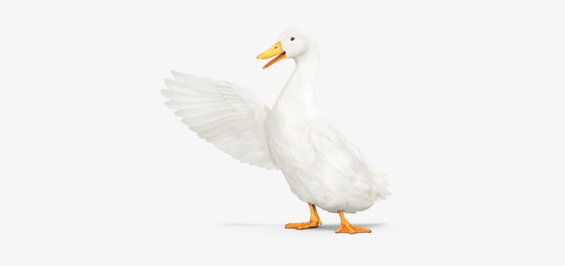 Aflac Duck With Wing Pointing Left - Aflac Duck Transparent - Free
