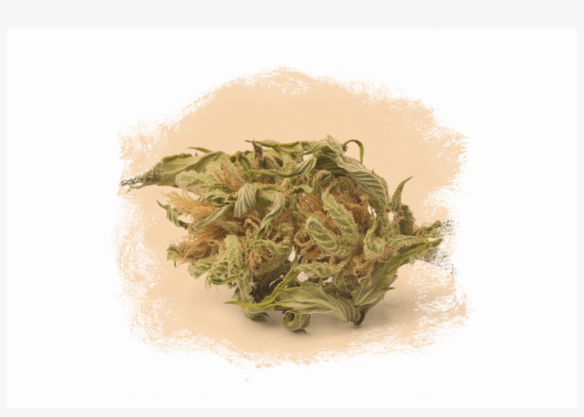 Craft Cannabis - Cannabis Sativa, transparent png #2413317