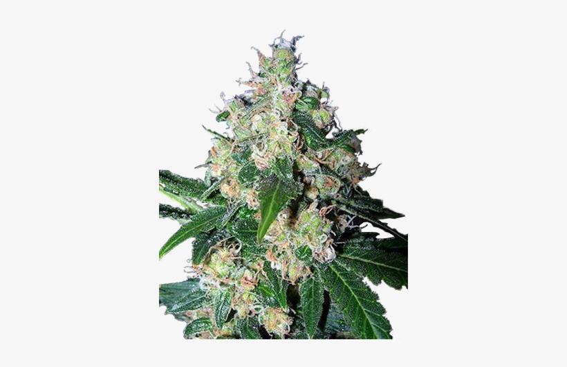 Mazar Feminized Cannabis Seeds - Strawberry Cough, transparent png #2413512