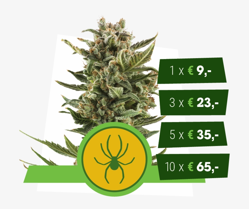 White Widow Automatic - White Widow, transparent png #2413567