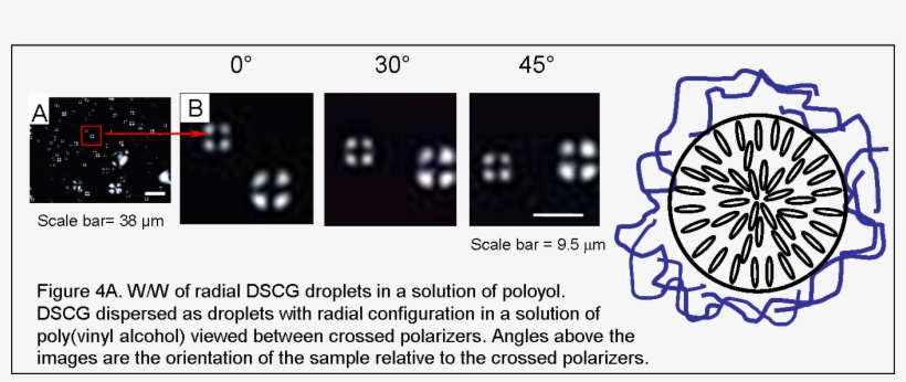File - Wwf4a - Liquid Crystal And Protein, transparent png #2414845