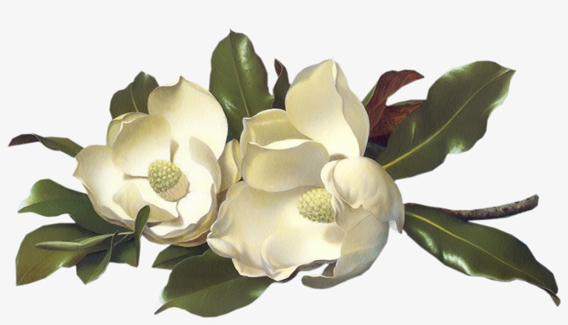 Flowers - Magnolias - Large Image - Click To Download - Posterazzi Magnolias On A Blue Velvet Cloth Poster, transparent png #2417631