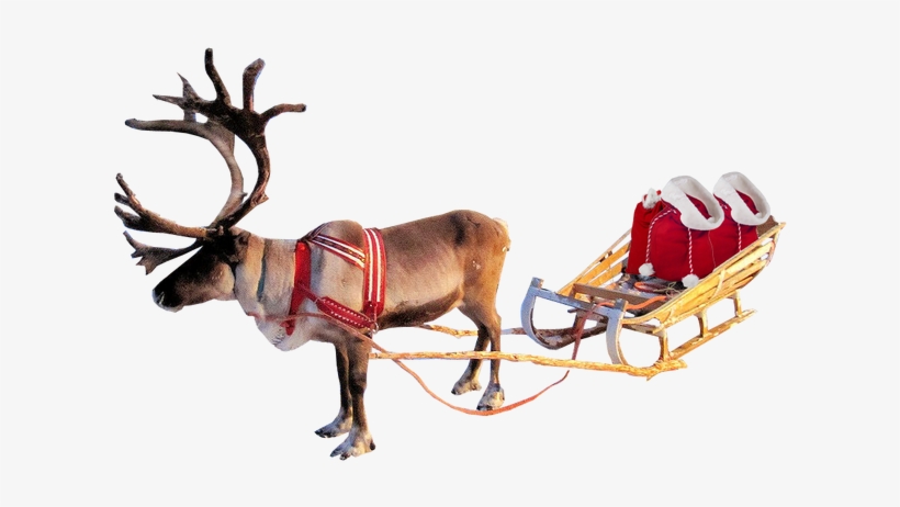 Png Transparent Stock Santa Sleigh Png - Christmas Reindeer Transparent Background, transparent png #2418421