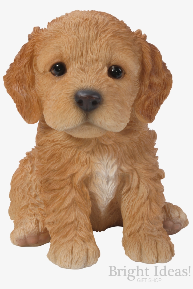 Cockapoo Vivid Arts Pet Pals Puppy Dog Real Life - Cockapoo Puppy, transparent png #2419090