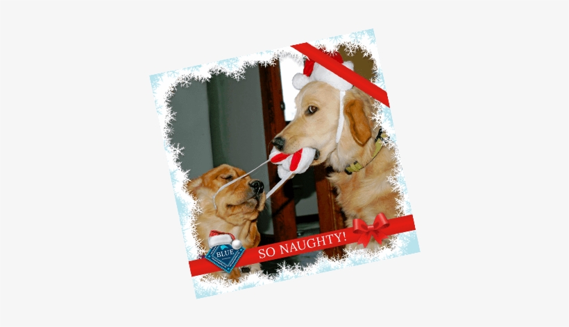 Naughty Or Nice - Golden Retriever, transparent png #2419213