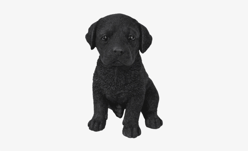 Pet Pals Black Labrador Puppy - Black Labrador Puppy, transparent png #2419379