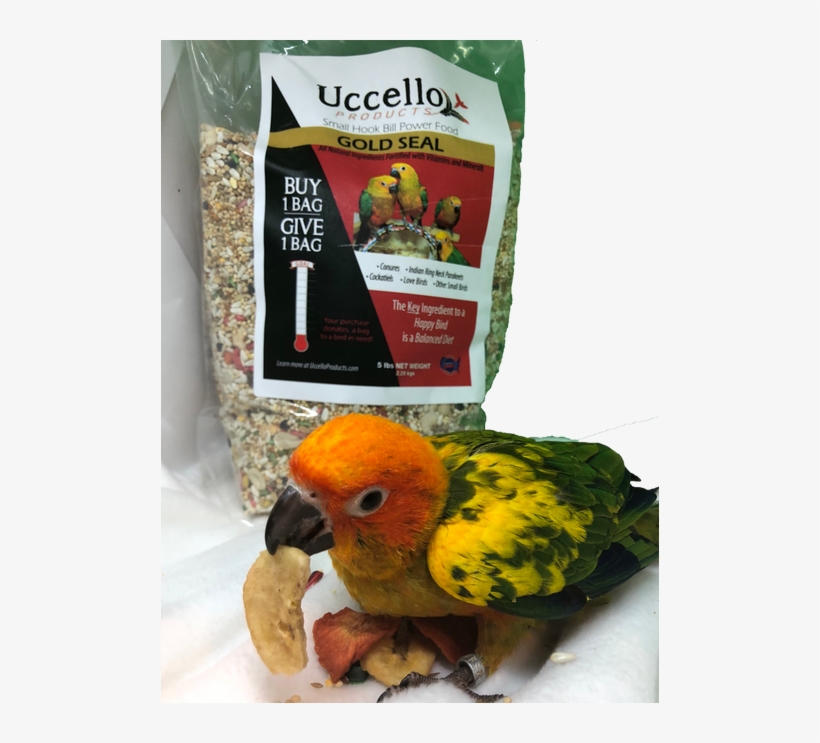 Macaw, transparent png #2419395