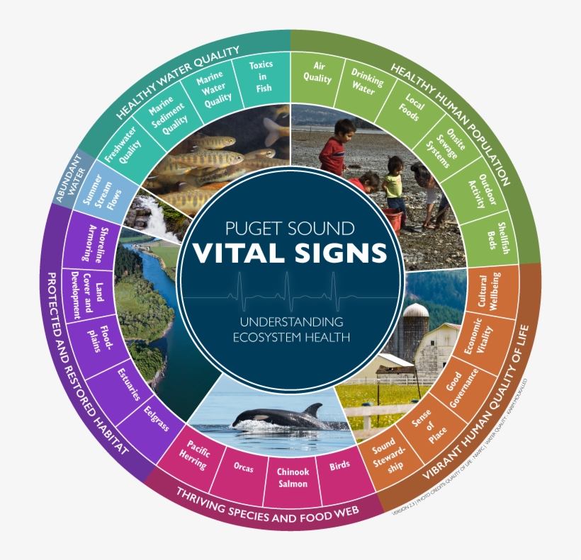 What Are The Vital Signs And How Are They Used - Vital Signs Puget Sound, transparent png #2419639