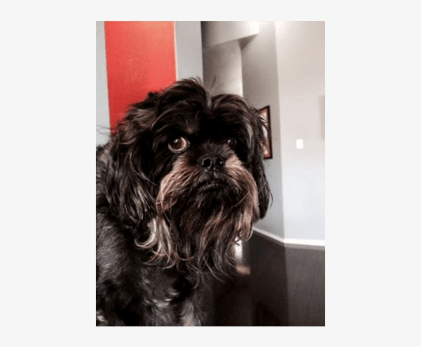 Grissom - Shih-poo, transparent png #2419660