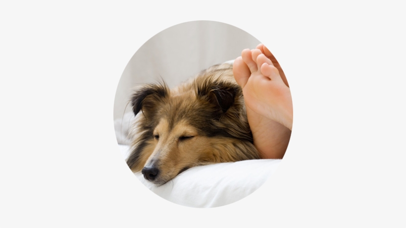 Overnight Visits - Sheltie Sleeping With Her Owner, transparent png #2419792