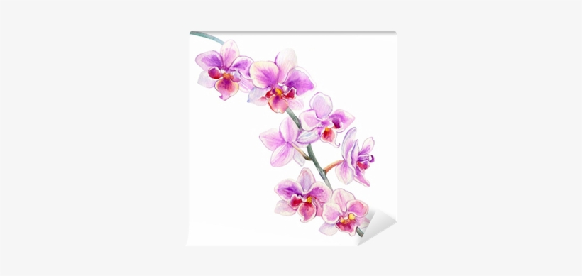 Orchid Flowers Watercolor Hand Drawn Botanical Illustration - Orchidea Disegnata, transparent png #2424427