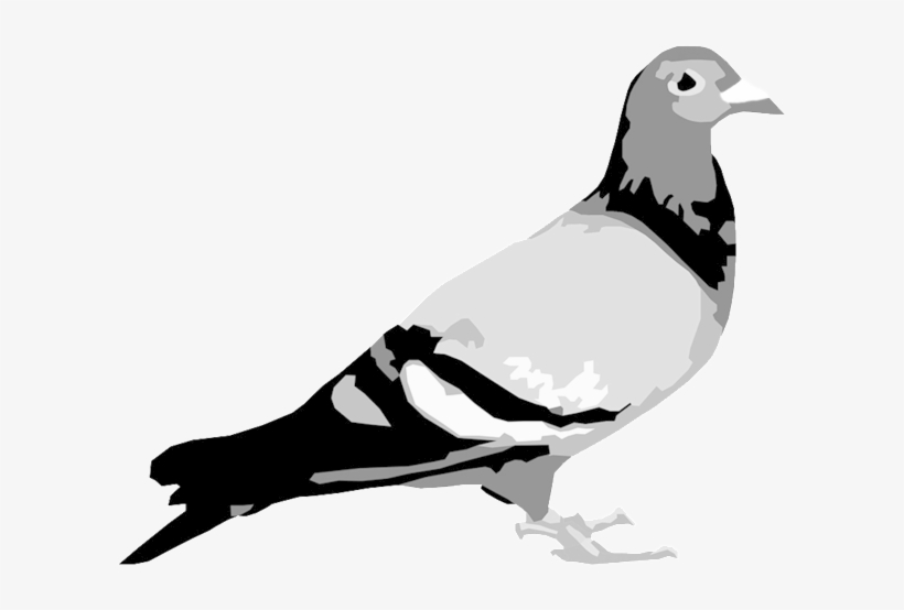 Staple Pigeon Bw - Staple Pigeon, transparent png #2430512