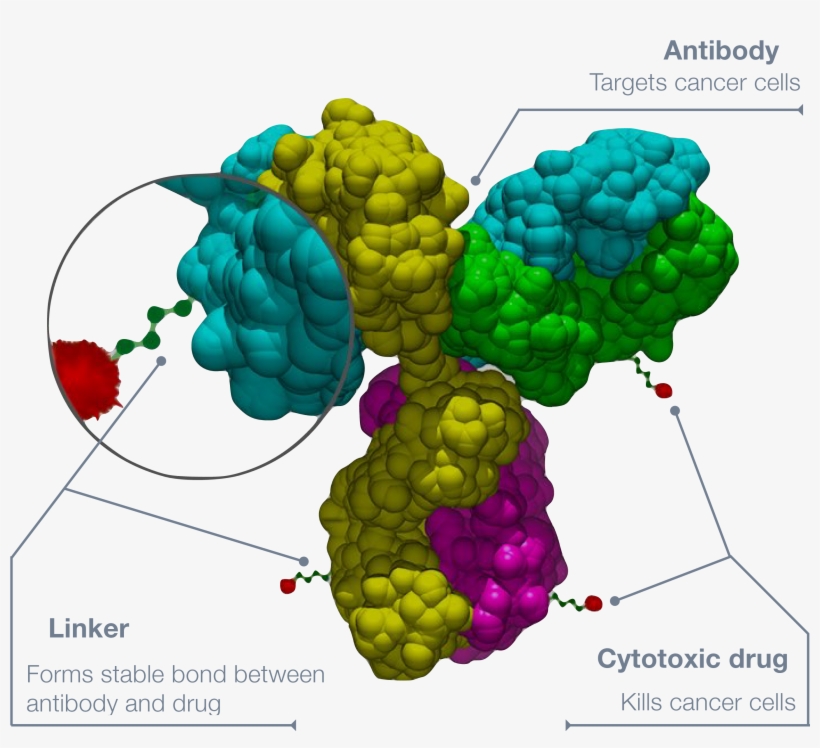Antibody-drug Conjugate - Antibody Size, transparent png #2434766