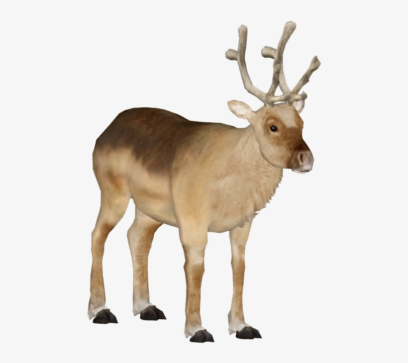 Peary Caribou 2 - Caribou Png, transparent png #2437675