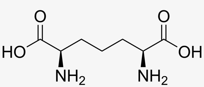 Diaminopimelic Acid - O Succinyl Homoserine, transparent png #2437698
