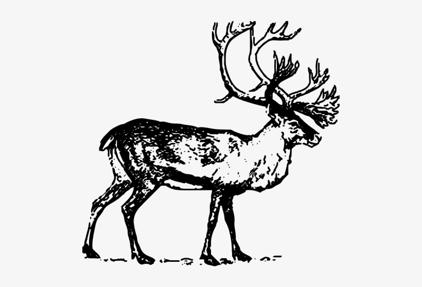 Caribou - Boreal Woodland Caribou Drawing, transparent png #2438191