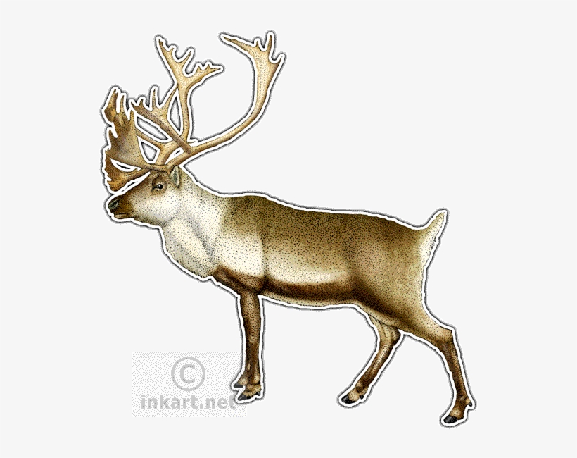 Caribou Decal - Caribou Or Reindeer Necklace Oval Charm, transparent png #2438213
