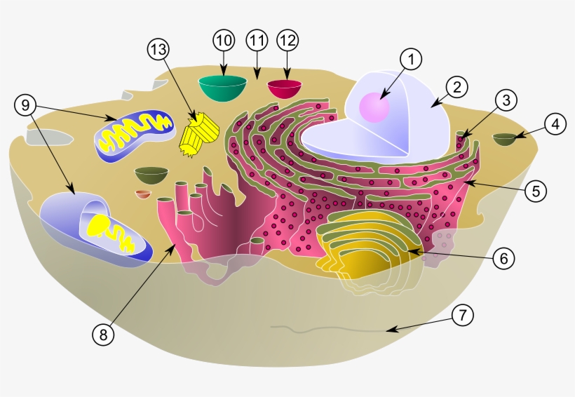 Diagram Of A Typical Animal Cell With Its Organelles - Biological Cell, transparent png #2438319