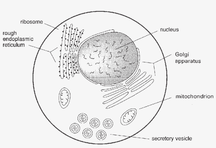 3 Schematic Drawing Of Some Of The Subcellular Organelles - Cell, transparent png #2438359