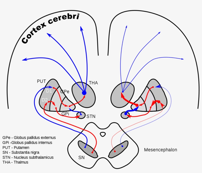 Nucleus Subthalamicus, transparent png #2438385